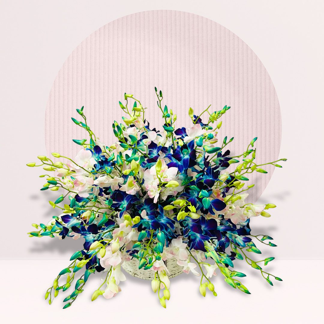 Blue & White Dendrobium Orchid Basket