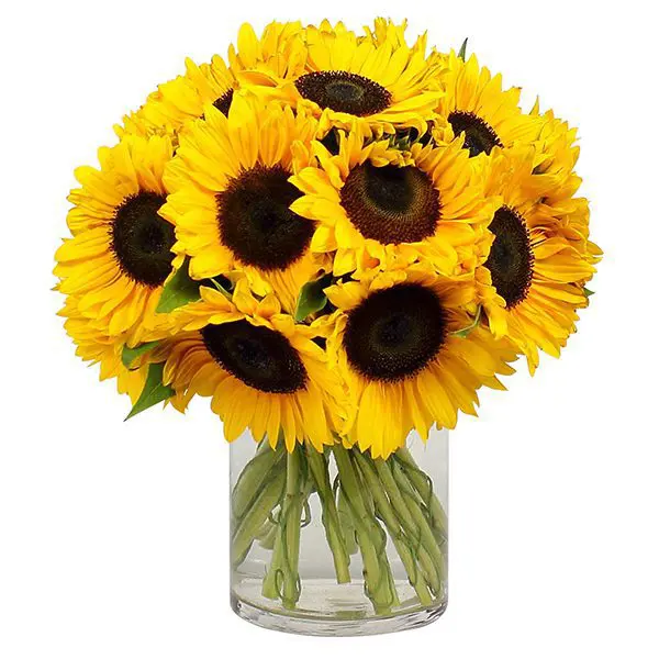 sunflowers in a vase online