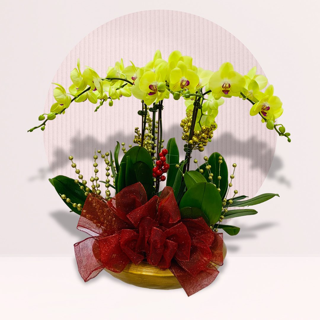 1 order christmas phalaenopsis orchid plant online