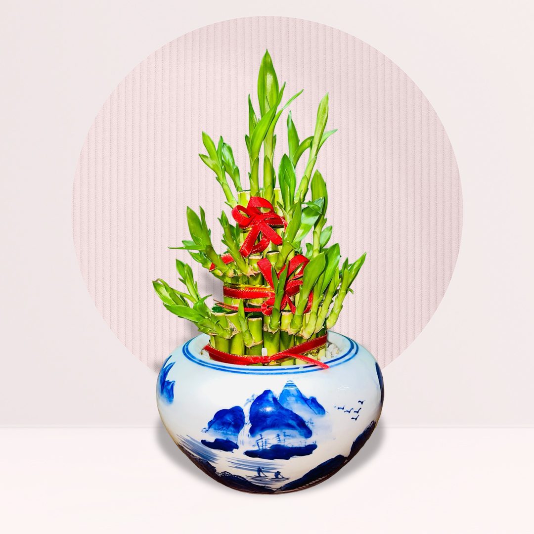 19 order lucky bamboo plant online