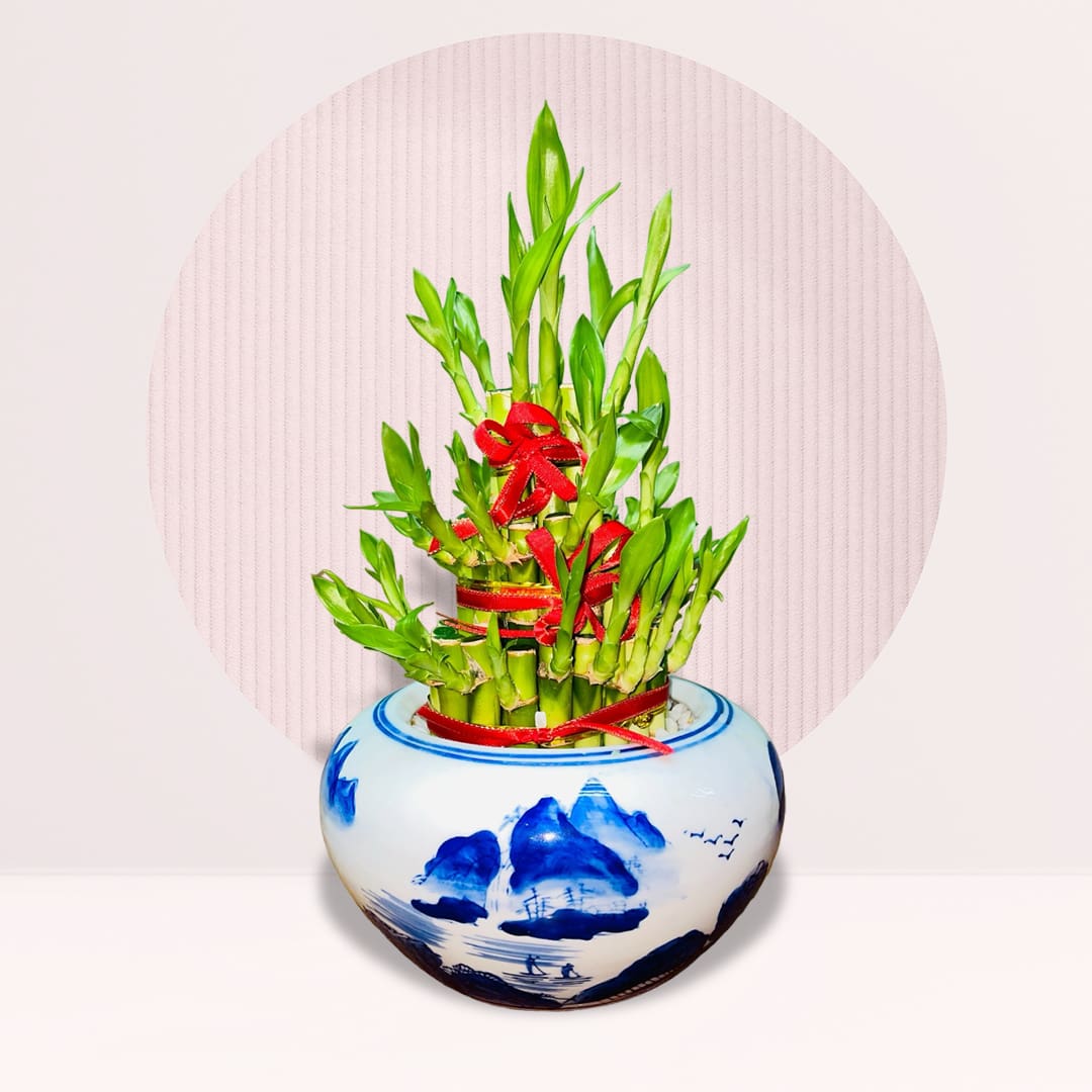 19 order lucky bamboo plant online
