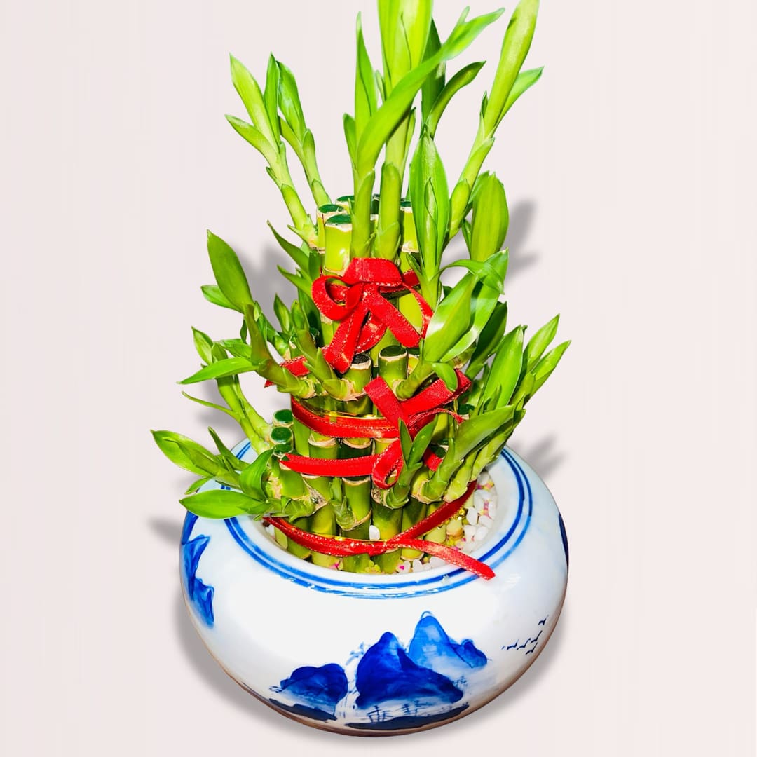 20 get lucky bamboo plant delivery in kl