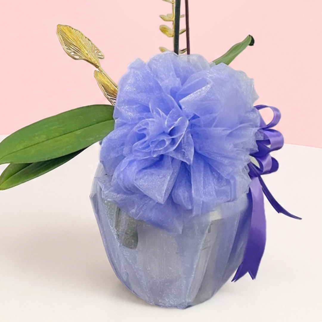 purple-phalaenopsis-orchid_2026_03