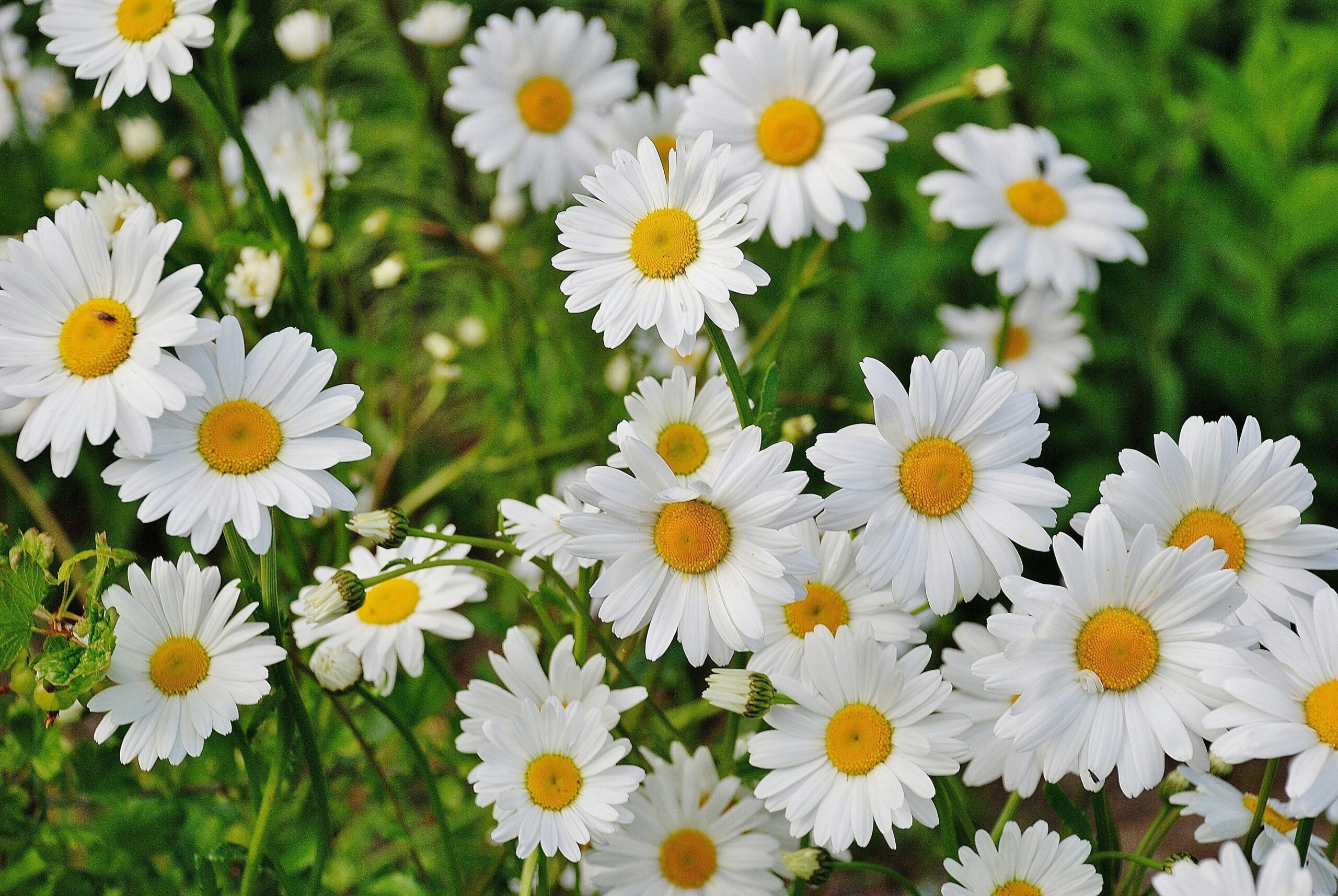 A cluster of white daisies with yellow centers, blooming in a field.