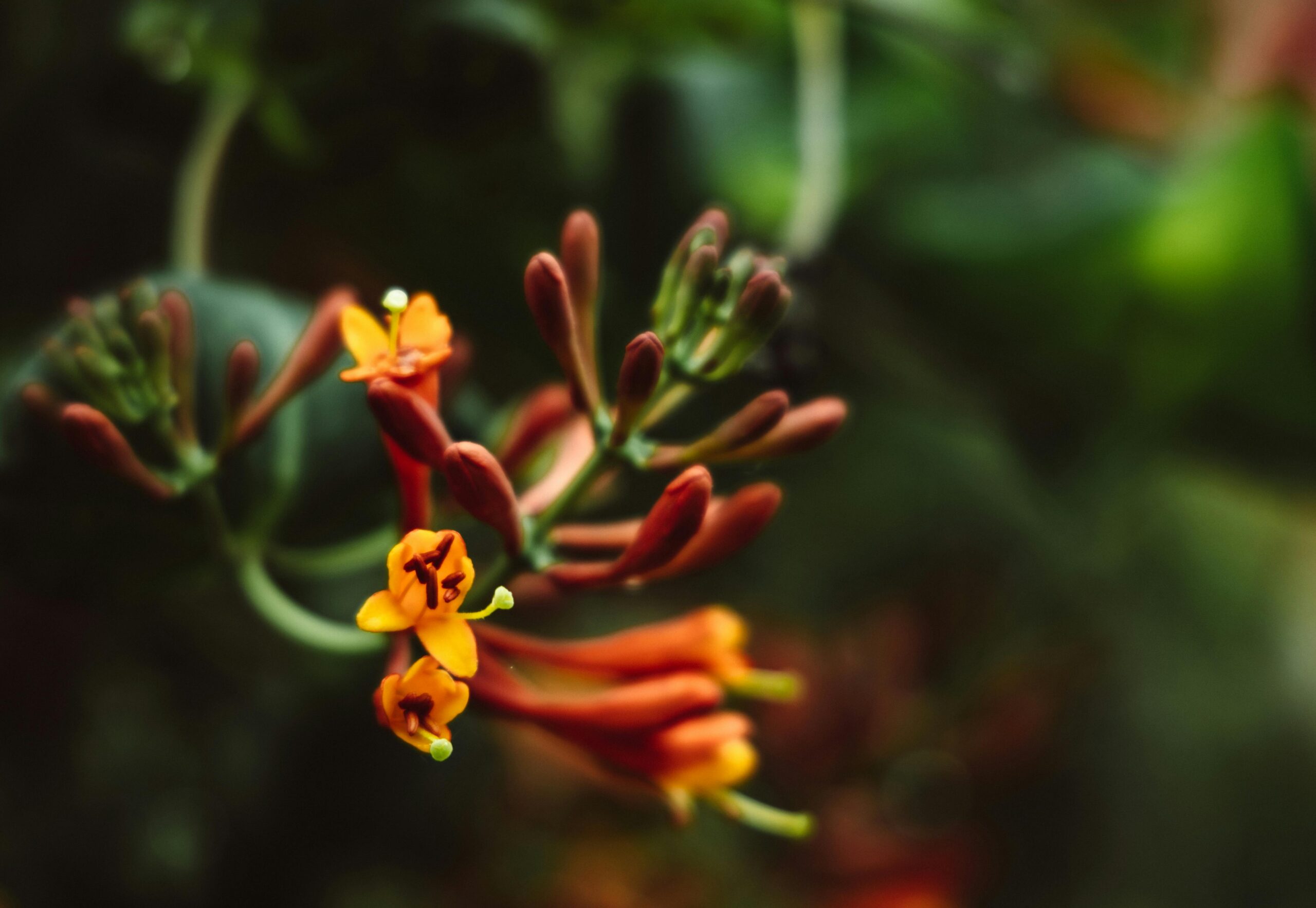 A cluster of vibrant honeysuckle flowers blooming against a blurred green background.