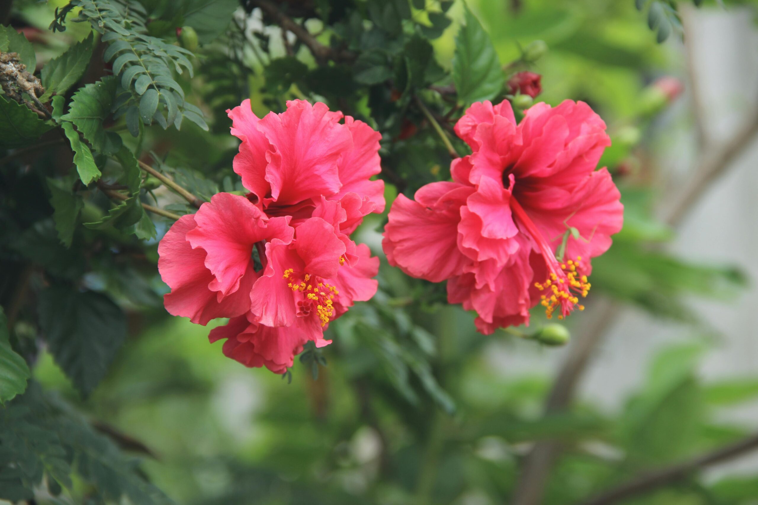 Two vibrant, double-petal hibiscus flowers are captured in a close-up shot. The flowers are a deep pink or reddish-pink hue, with ruffled petals and prominent yellow stamens.