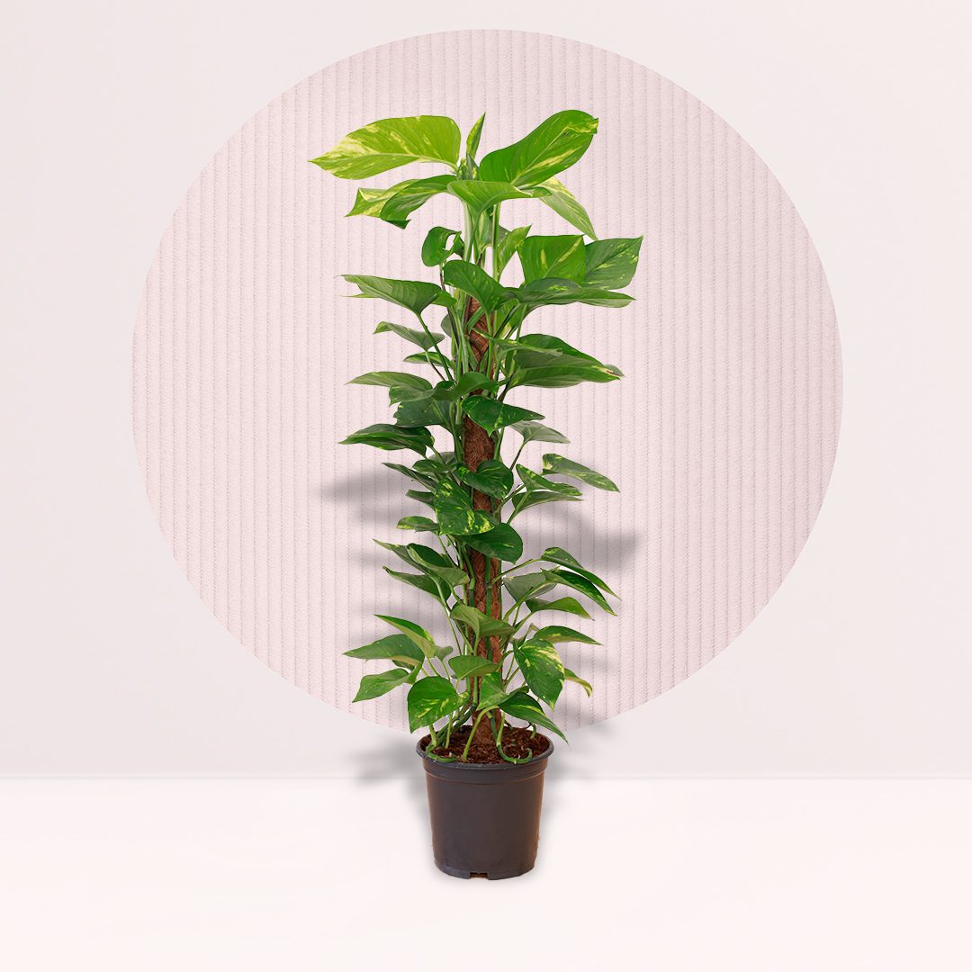 buy indoor office plants online