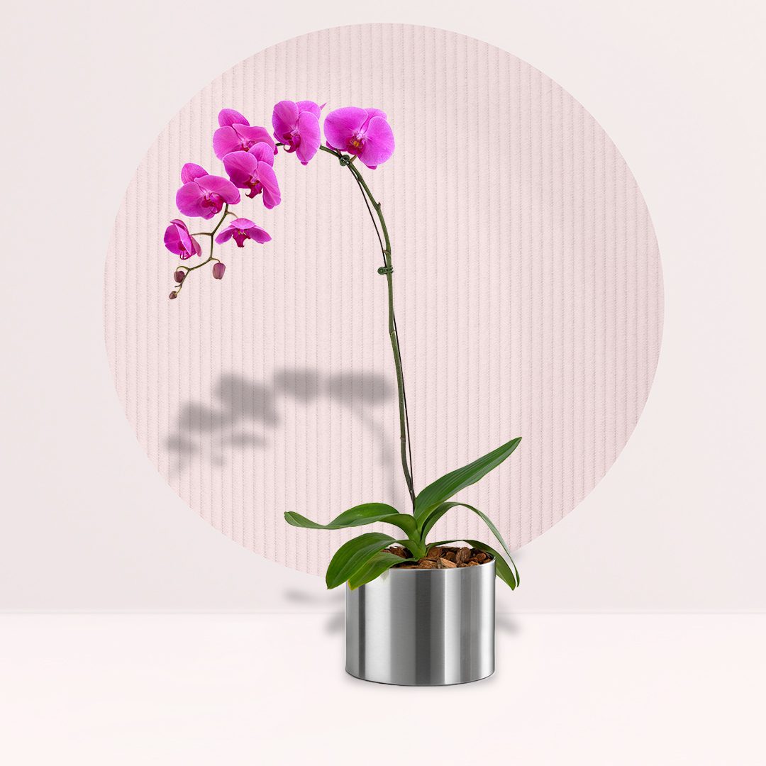 A single stem of pink orchids in a round silver pot, against a light background with a textured circle.