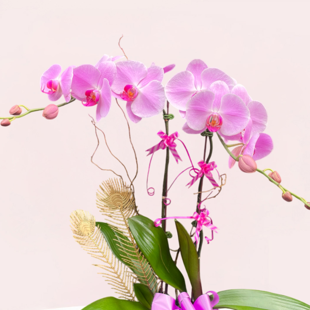 Pink Phalaenopsis Orchid (2 Stalks) | Today Delivery