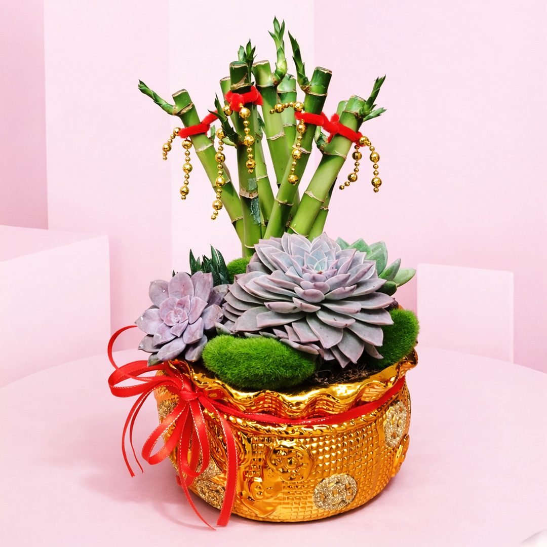 01 Lucky Bamboo Succulent Pot