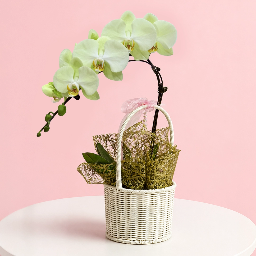 nature-green-orchid-basket Nature Green Orchid Basket featuring a green orchid plant arranged in a natural basket for gifting and décor