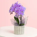 Premium Orchid Gift Basket featuring a purple orchid plant arranged in a decorative basket for gifting and décor
