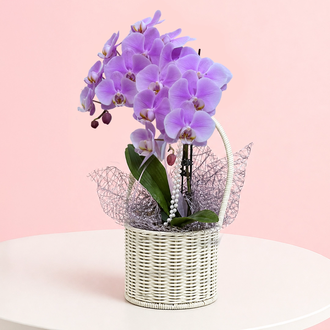 premium-orchid-gift-basket Premium Orchid Gift Basket featuring a purple orchid plant arranged in a decorative basket for gifting and décor