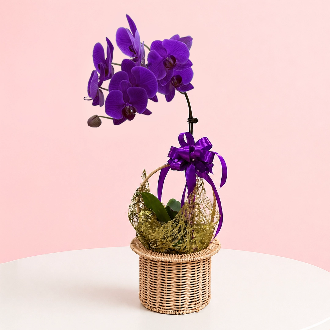royal-orchid-bloom-basket Premium Purple Orchid Gift Basket featuring vibrant purple orchid plants beautifully arranged in an elegant basket for gifting and home decor.