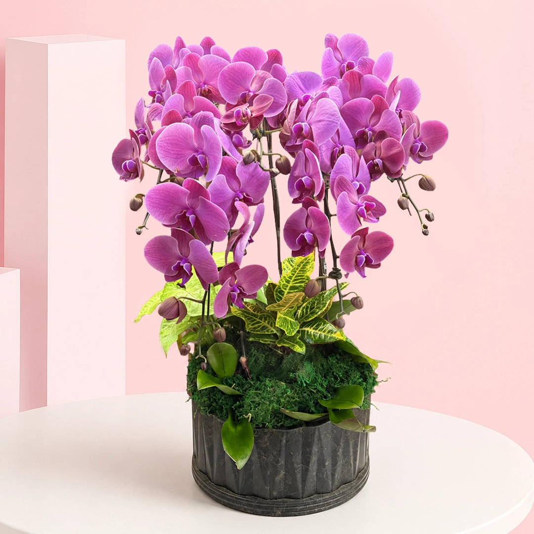 6-Purple orchids-plant-delight 6 orchid plants arranged with fresh fillers and lush green foliage in an elegant planter.