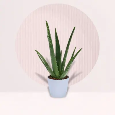 Green Oasis Aloe Vera Plant