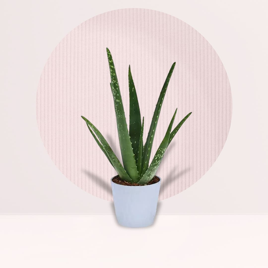 10 (10)