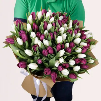 Hand bouquet of 50 purple and 50 white tulips in elegant wrapping.