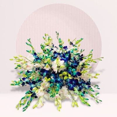Blue & White Dendrobium Orchid Basket